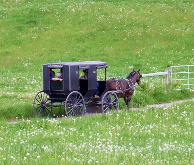 Amish horse and buggy rides on sale